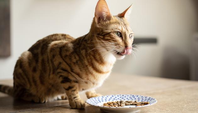 Köttigt och högkvalitativt torrfoder för katter PrimaCat